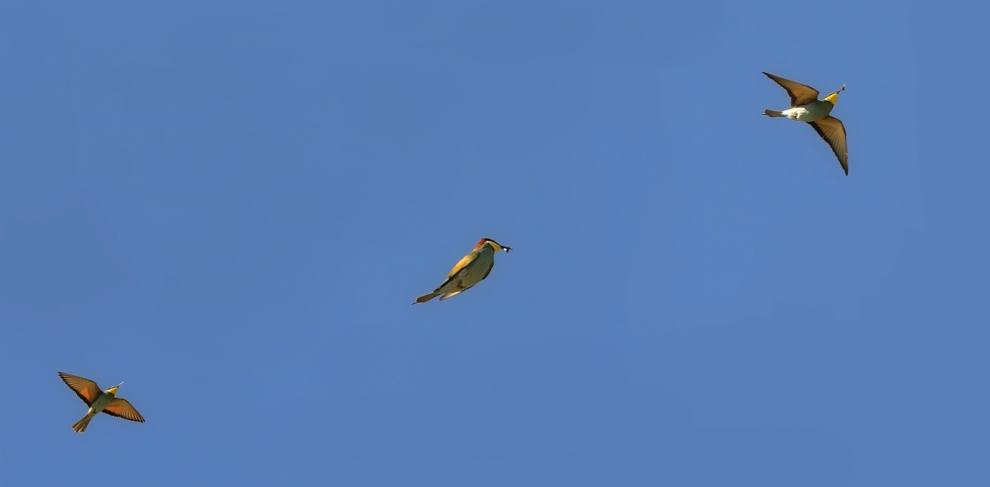 sequenza di caccia (gruccione)